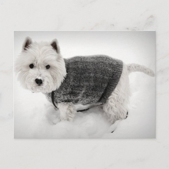 West Highland Terrier in Sweater in the Snow Postcard (Front)