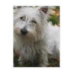 West Highland Terrier Postcard