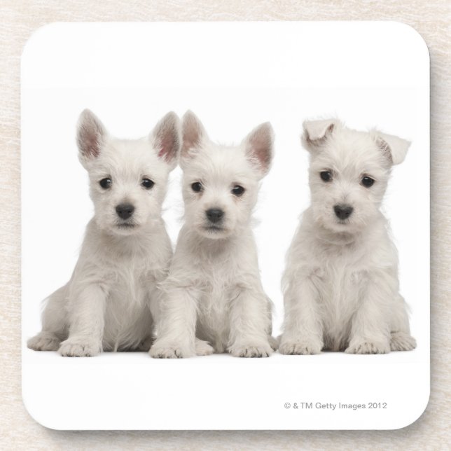 West Highland Terrier puppies (7 weeks old) Coaster (Front)