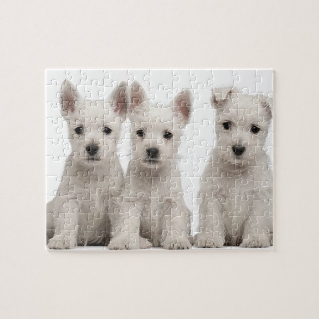 West Highland Terrier puppies (7 weeks old) Jigsaw Puzzle (Horizontal)
