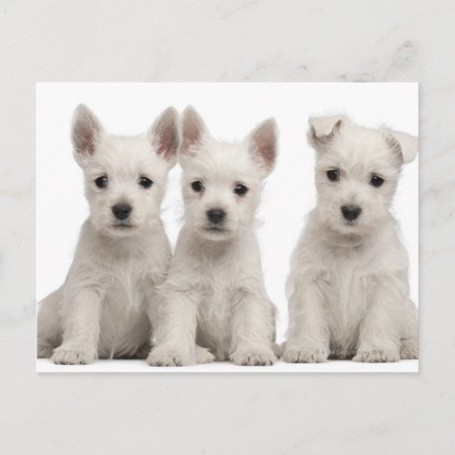 West Highland Terrier puppies 7 weeks old Postcard