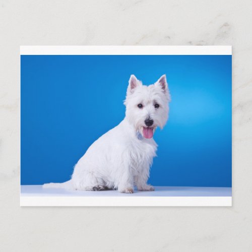 West Highland White Puppy Dog Postcard