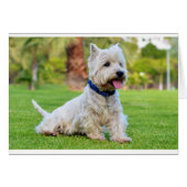 West highland white terrier (Front Horizontal)