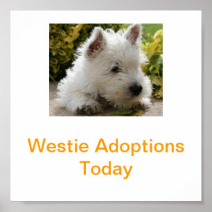West Highland White Terrier Adoption Today Signs W