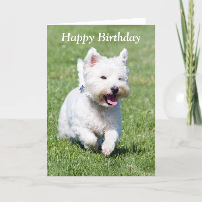 Dog West Highland White Terrier Westie Birthday Card 
