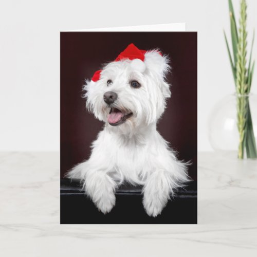 West Highland White Terrier Christmas Card