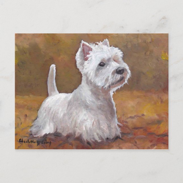 West Highland White Terrier  Dog Art Postcard (Front)