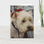 West Highland White Terrier Greeting Cards