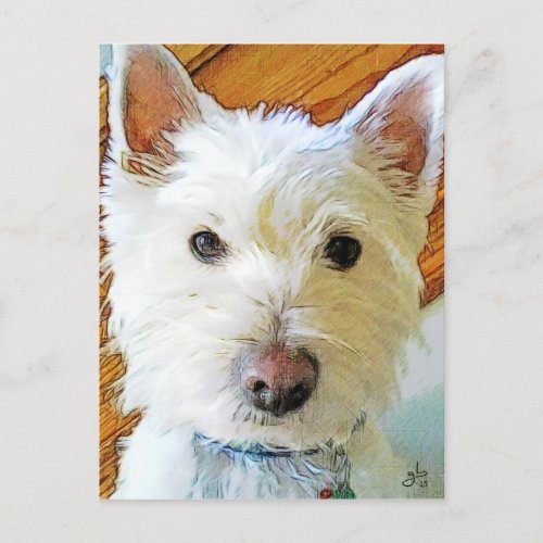 West Highland White Terrier Looking at You Postcard