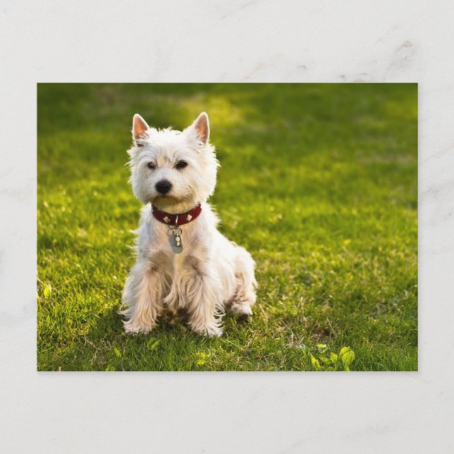 West Highland White Terrier Postcard (Front)