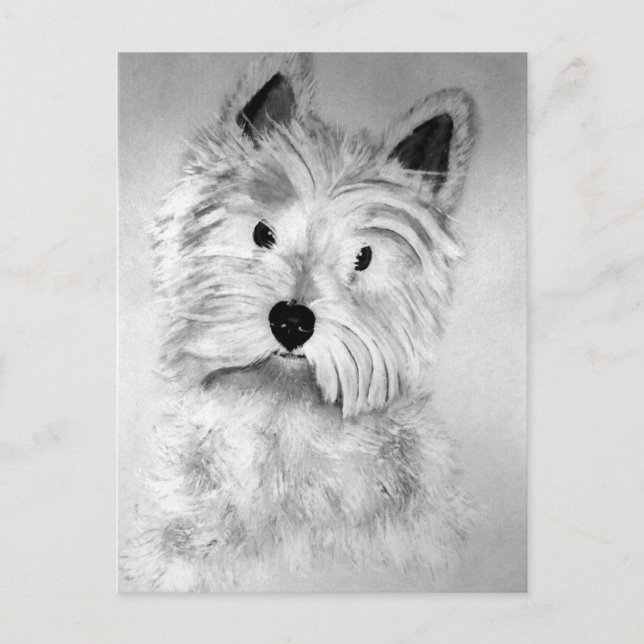 West Highland White Terrier Postcard (Front)