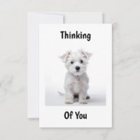 west highland white terrier puppy sitting thinking