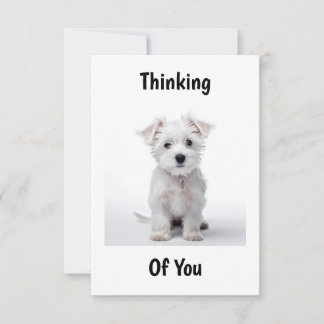 west highland white terrier puppy sitting thinking card