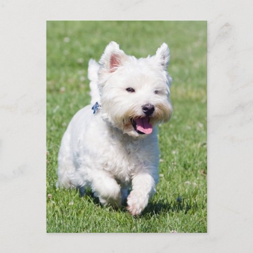 West Highland White Terrier westie dog cute photo Postcard