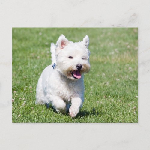 West Highland White Terrier westie dog cute photo Postcard