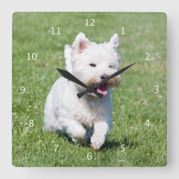 West Highland White Terrier  Westie Dog Cute Photo Square Wall Clock by roughcollie at Zazzle