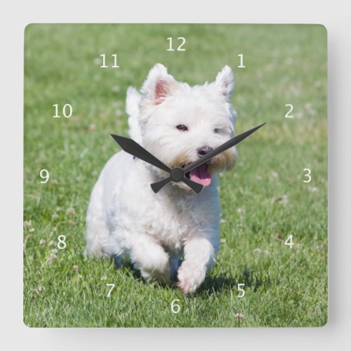 West Highland White Terrier westie dog cute photo Square Wall Clock