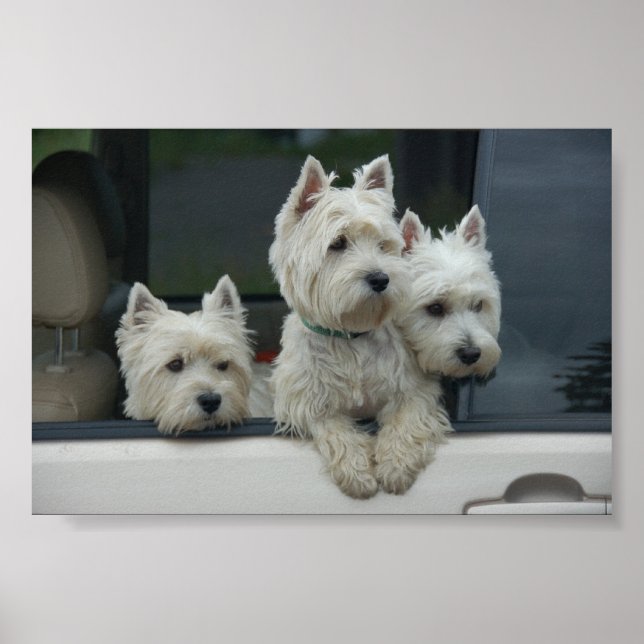 West Highland White Terriers Poster (Front)