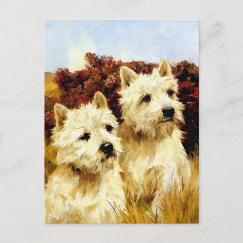 West highland White Terriers _ Wardle Postcard
