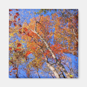 West Mt. Autumn Hot Springs National Park Gifts Magnet