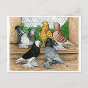 West of England Tumbler Pigeons Postcard