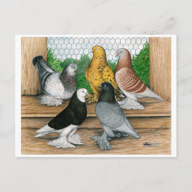 West of England Tumbler Pigeons Postcard (Front)