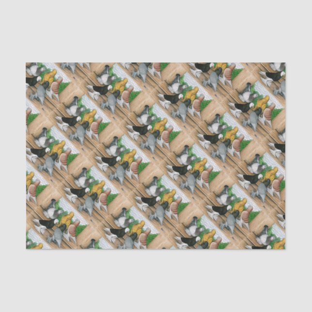 West of England Tumbler Pigeons Tissue Paper (Front)