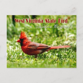 West Virginia State Bird - Northern Cardinal Postcard by HTMimages at Zazzle