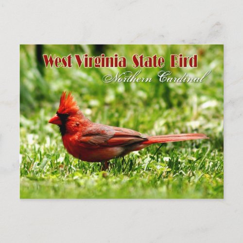 West Virginia State Bird _ Northern Cardinal Postcard