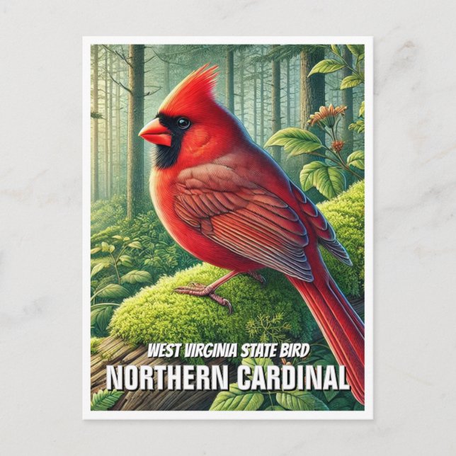 West Virginia State Bird Northern Cardinal Postcard (Front)