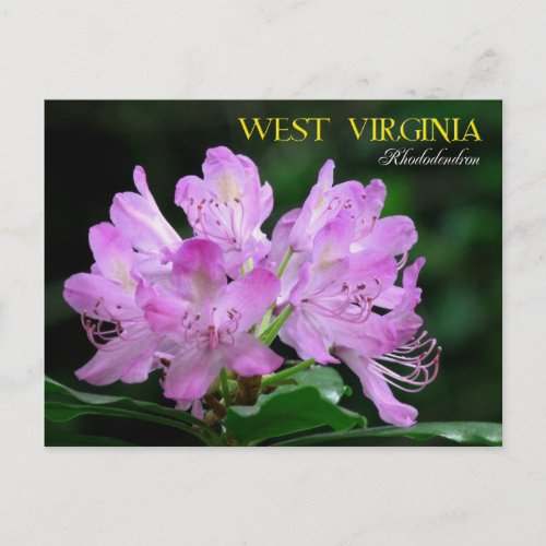 West Virginia State Flower Rhododendron Postcard