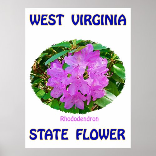 West Virginia State Flower Rhododendron Poster