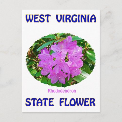 West Virginia State Flower T_Shirts  Gifts Postcard
