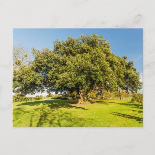 Westbury Court Garden Tree Postcard