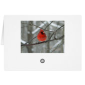 WestCreek Red Cardinal (Blank) Cards (Back Horizontal)