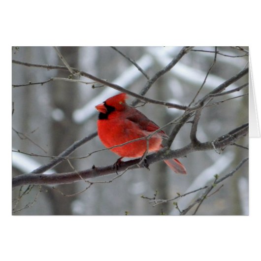 WestCreek Red Cardinal (Blank) Cards (Front Horizontal)