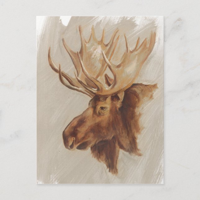 Western American Animal Study | Moose Portrait Postcard (Front)