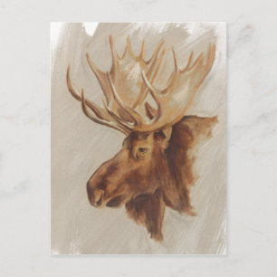 Western American Animal Study   Moose Portrait Postcard