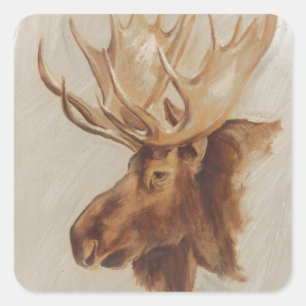 Western American Animal Study Moose Portrait Square Sticker