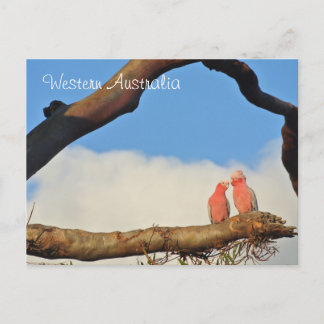 Western Australia Birds Holiday Postcard