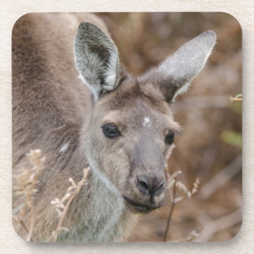 Western Australia Perth Yanchep National Park Coaster