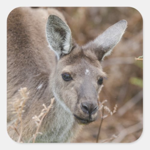 Western Australia Perth Yanchep National Park Square Sticker