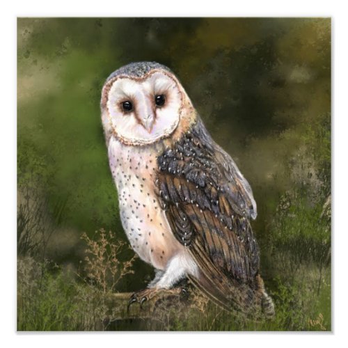 Western Barn Owl _ Migned Watercolor Painting Art  Photo Print
