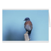 Western bluebird (Front Horizontal)