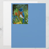 Western Bluebird (Front/Back)