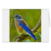 Western Bluebird (Front Horizontal)