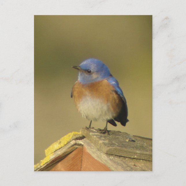 Western Bluebird 3 Postcard (Front)