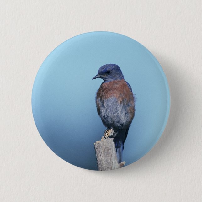 Western bluebird button (Front)