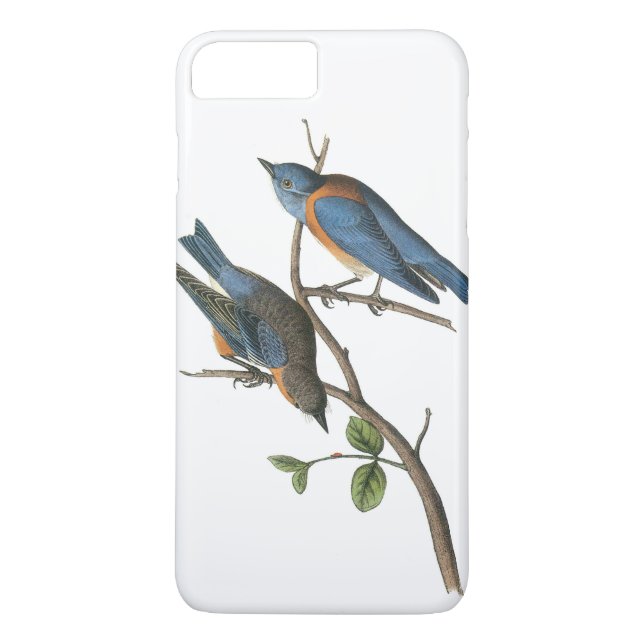 Western Bluebird by Audubon Case-Mate iPhone Case (Back)