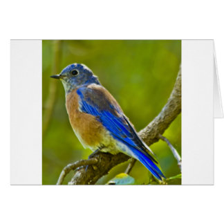 Western Bluebird Cards